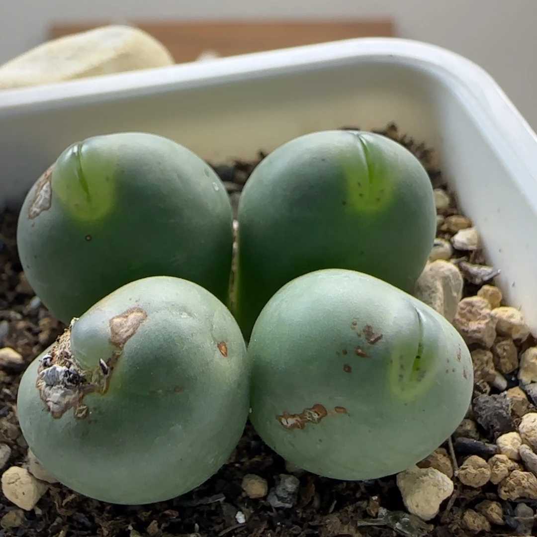 八***曼10-19当天满38包邮玻尿酸嘟嘟嘴单头1.4cm左右