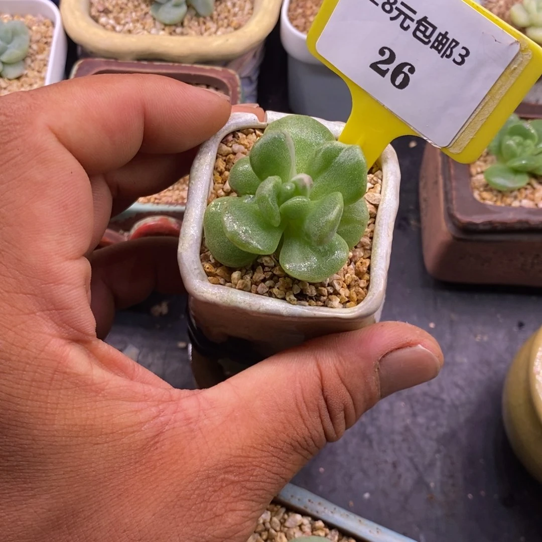 我***缘326冰玉石化白锦多肉