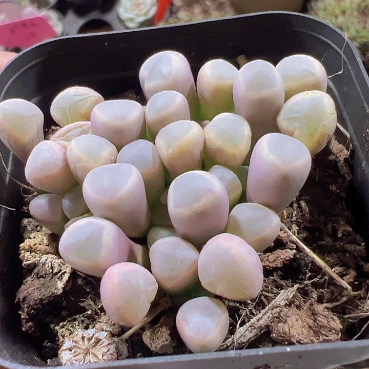五十铃玉精品多肉植物