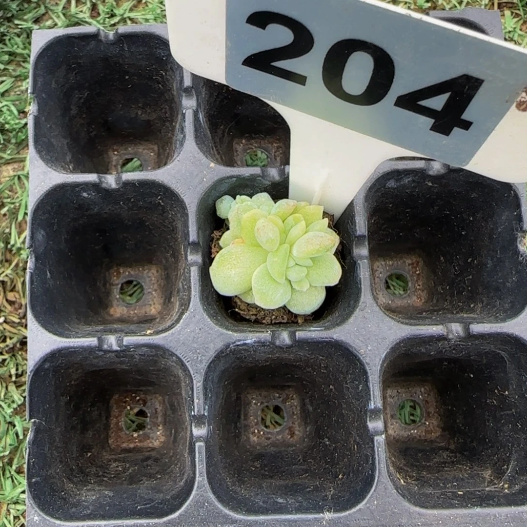 南***木204 一物一拍特价福利