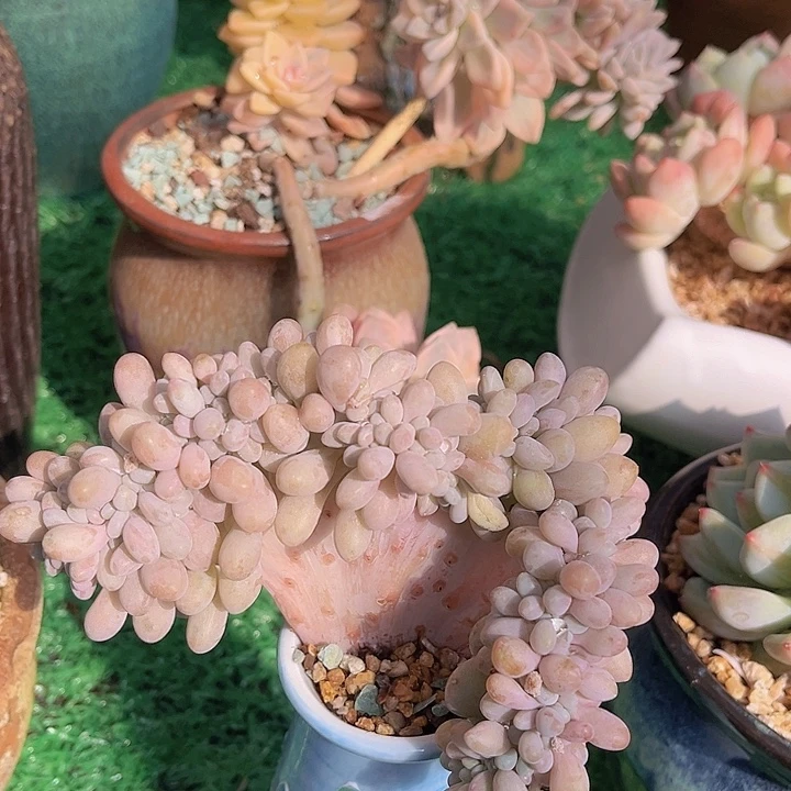 粉恋缀0133多肉植物