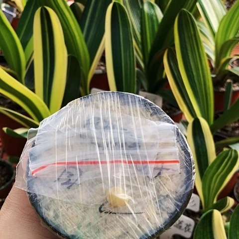 【闪购商品】照***己