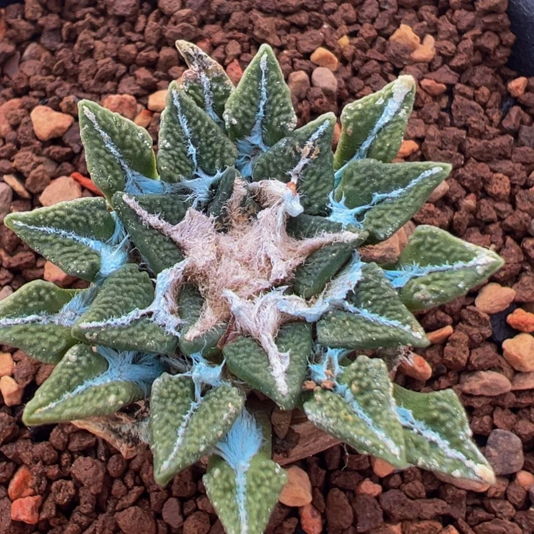 64多肉植物实生黑牡丹