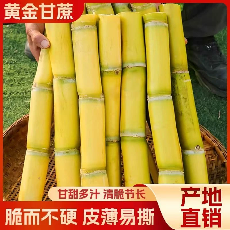 正宗云南黄金甘蔗中段新鲜当季新鲜水果黄皮甘蔗整箱脆甜农家批发