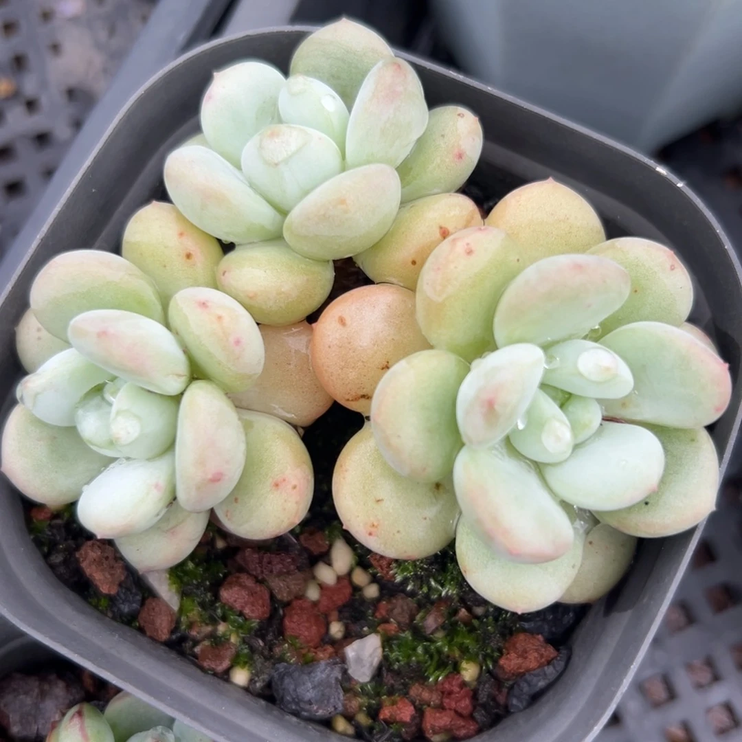 白马精控多肉一物一拍