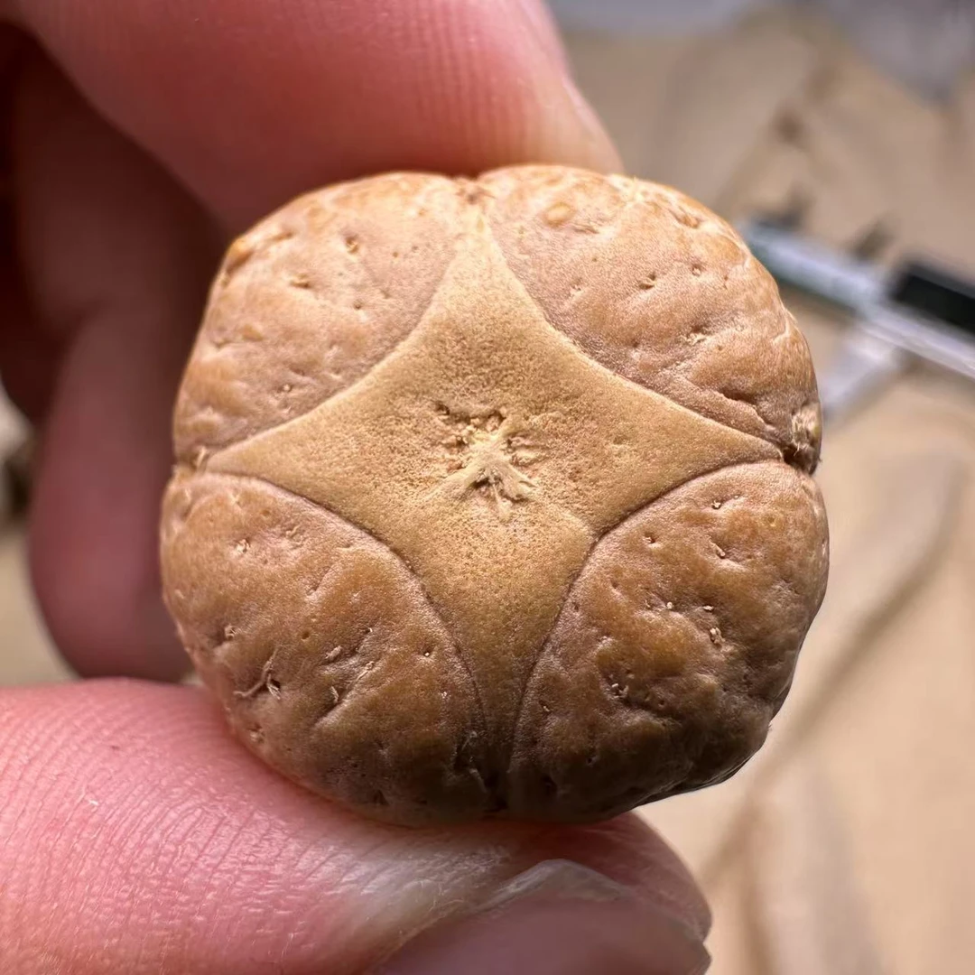 尼泊尔麒麟眼菩提,尺寸23,sss系列,货号S22