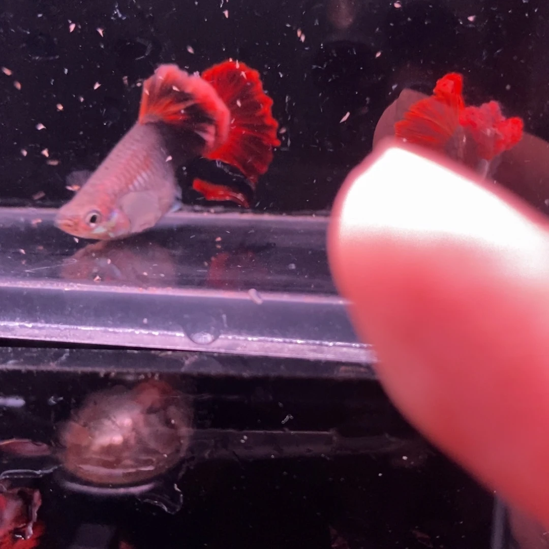 孔雀鱼顶级菊花帆一对