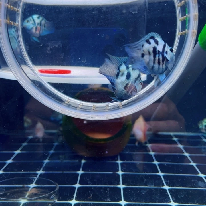 鹦鹉鱼娃娃脸基因宝蓝亚成一对母鱼黑尾