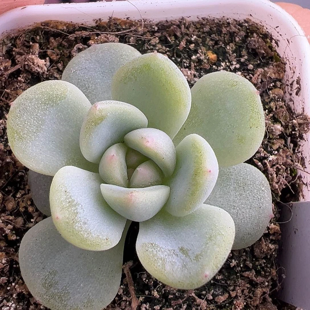 66甜心一物一拍啊