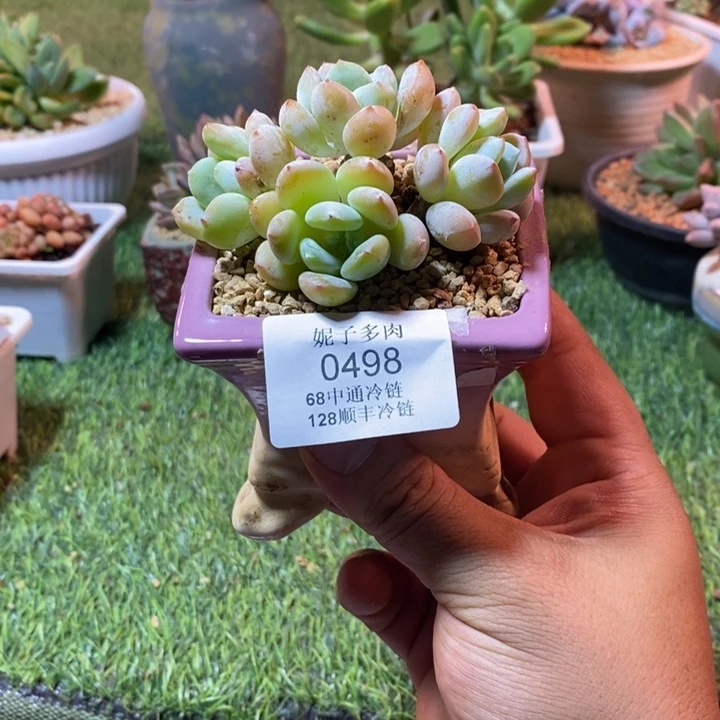 0498啊啊啊啊啊啊啊啊啊