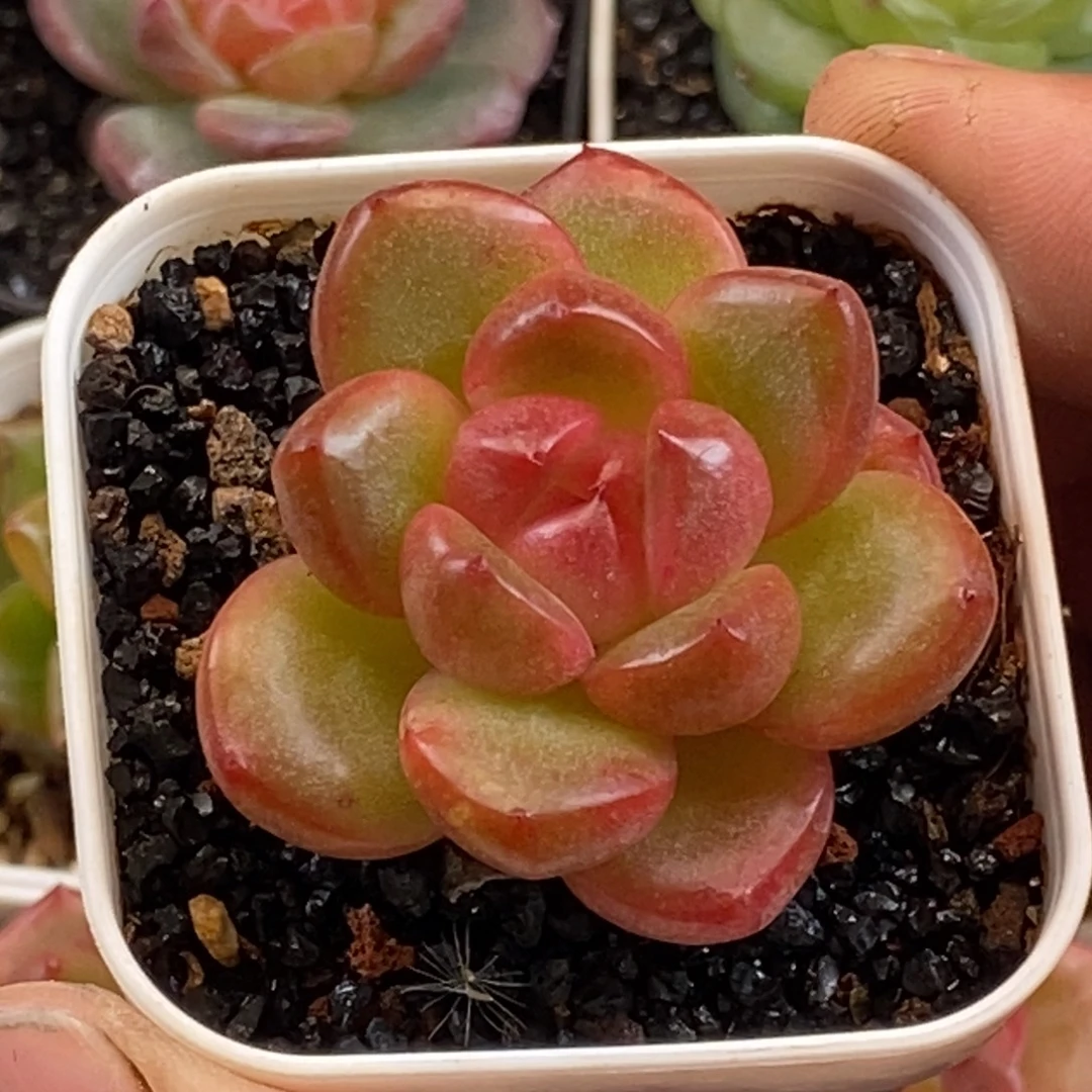 天官赐福百无禁忌