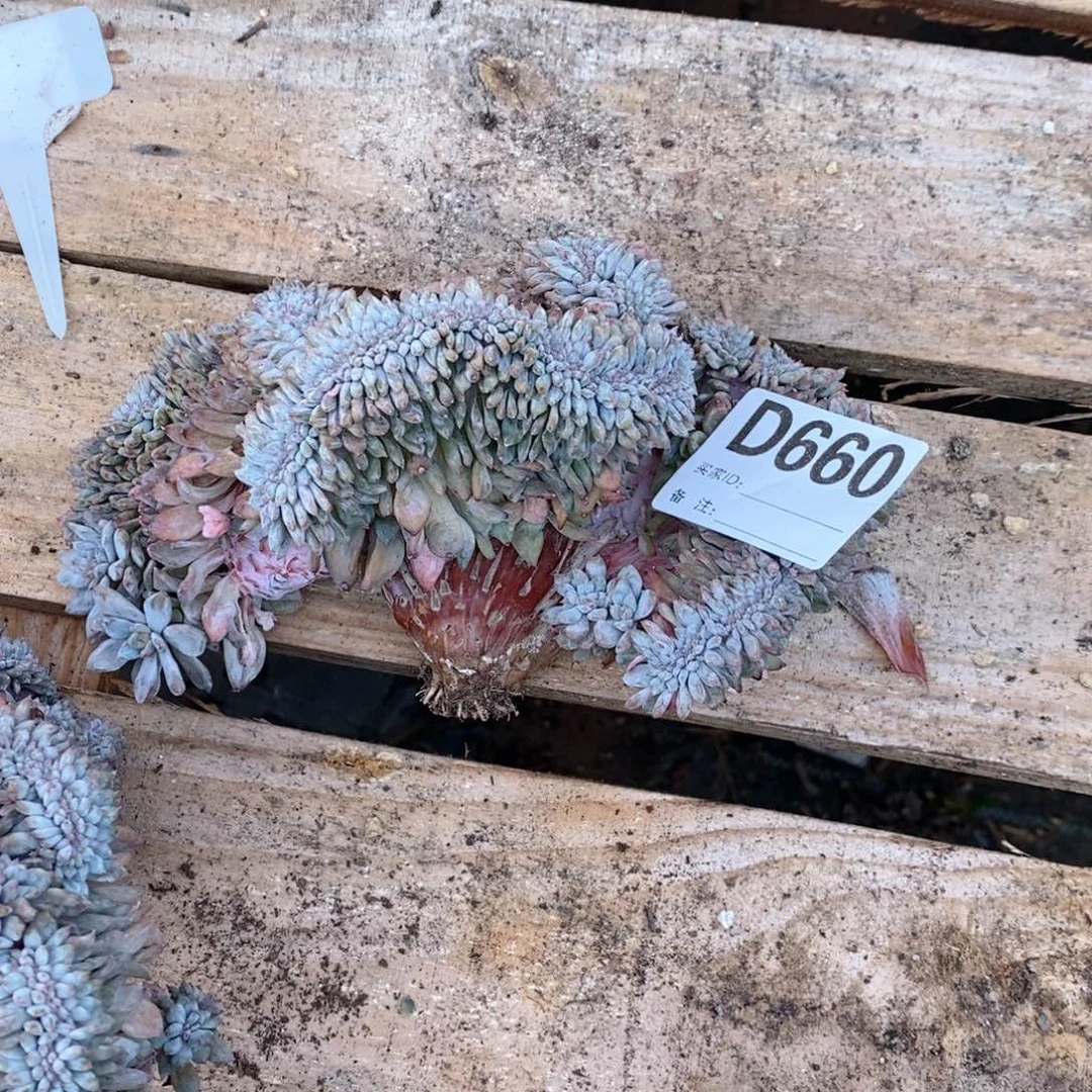 小***爱660石榴籽缀哇哇哇