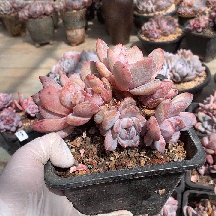 小朋友花花花花花花花花花