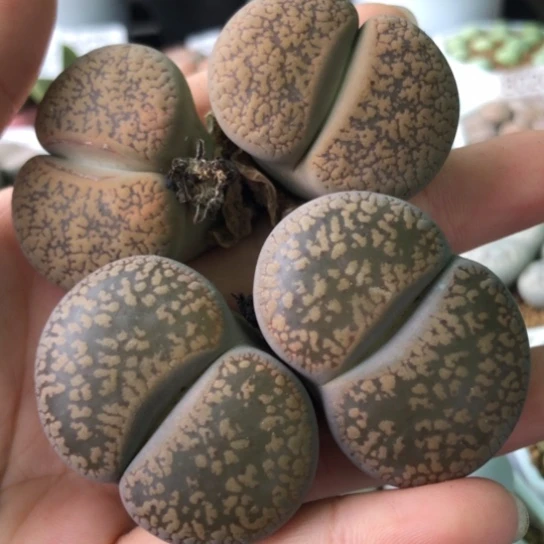 8569，两颗大双头日轮