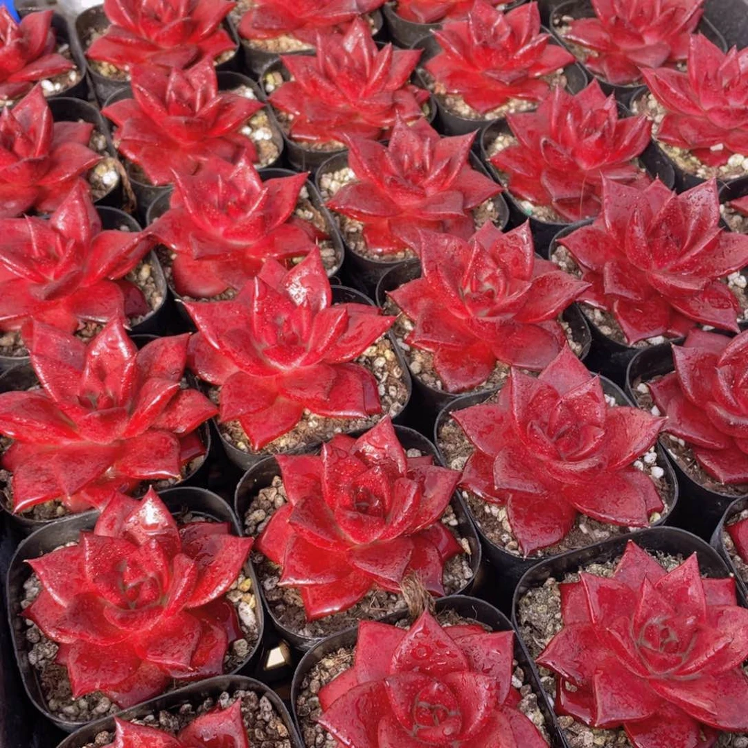 量拍35号 血色罗宾单头2个