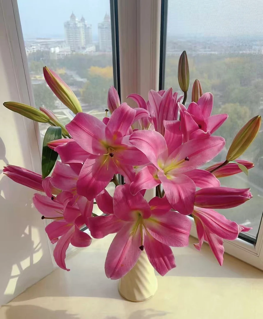 5枝罗宾双头百合10个花苞 香水百合【两单顺丰冷链或京东快递】