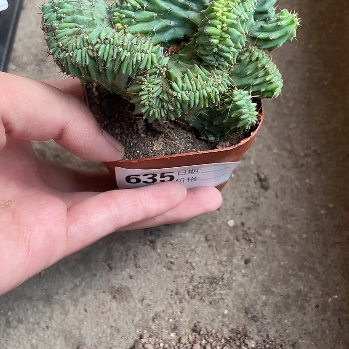 当前无花栽培后可以开花635仙人球植物植物