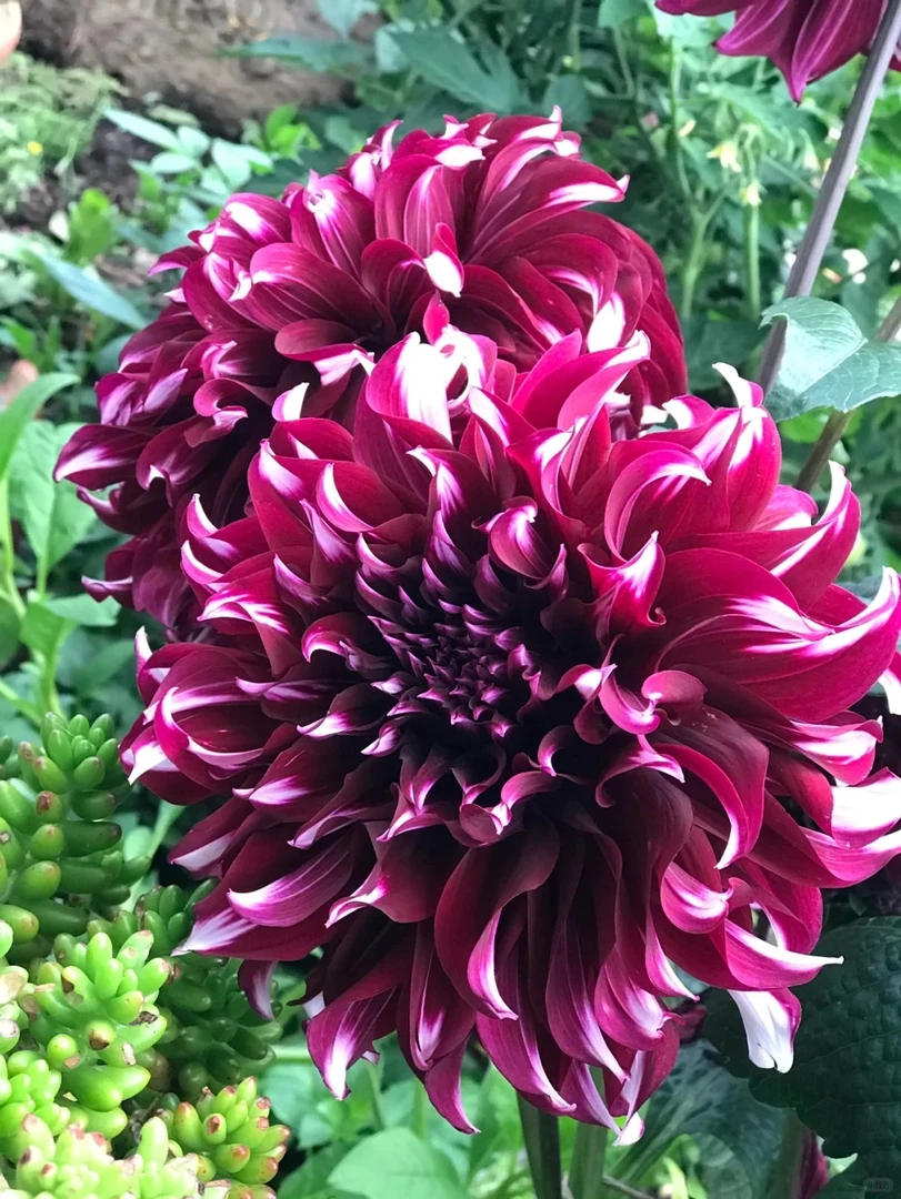 （格子）进口大丽花种球