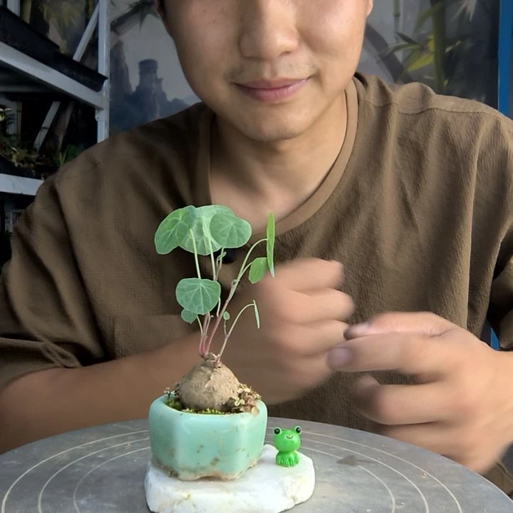 照**穹中青园艺一物一拍118