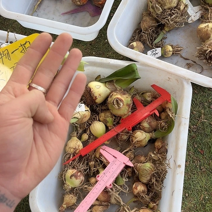 完全开放混乱13.88 4棵3厘米左右