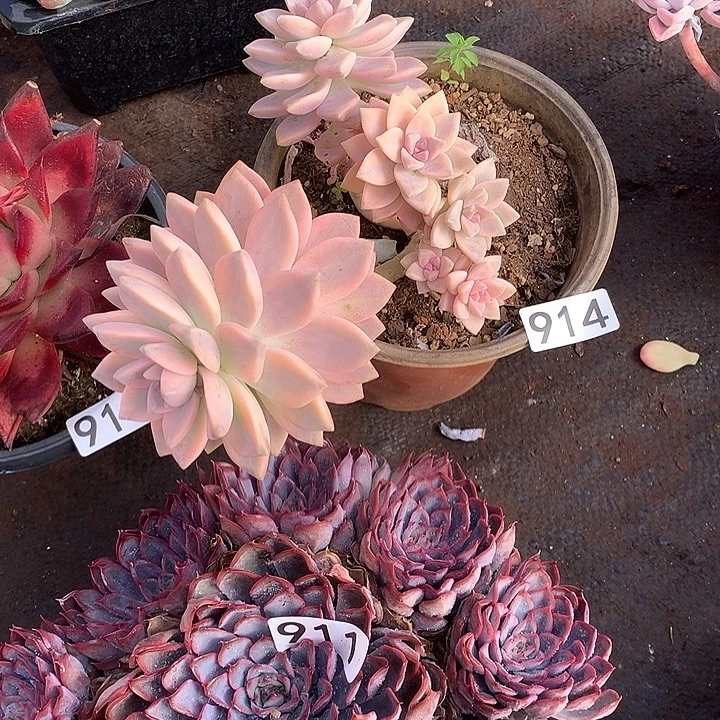 914淡雪锦 一物一拍多肉