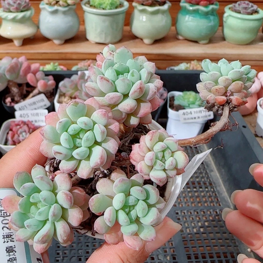 花语逸镜1009-407珍珠痘痘