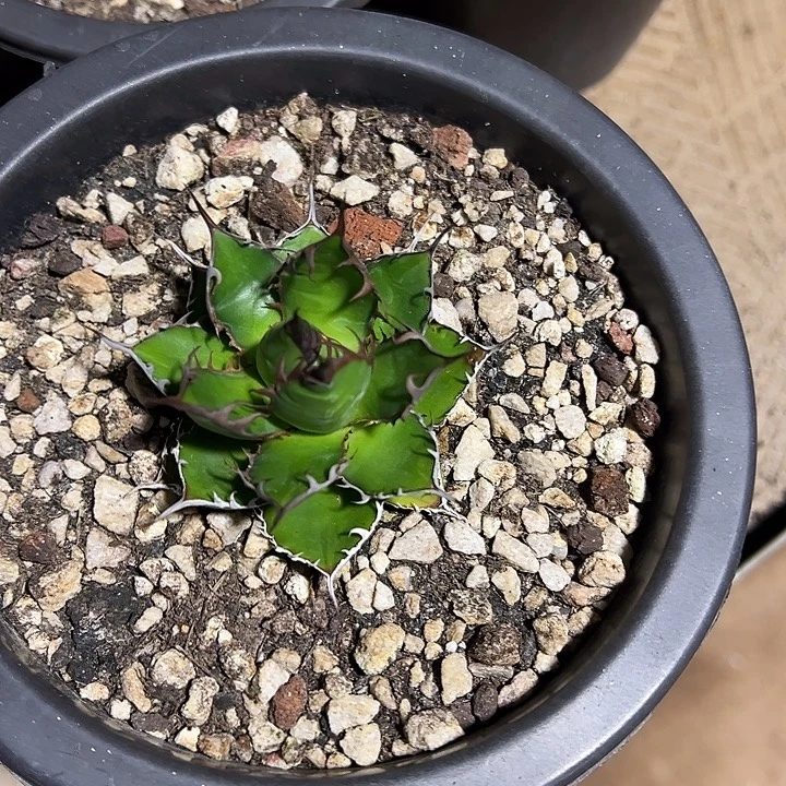 愛***贏龙舌兰多肉植物多肉