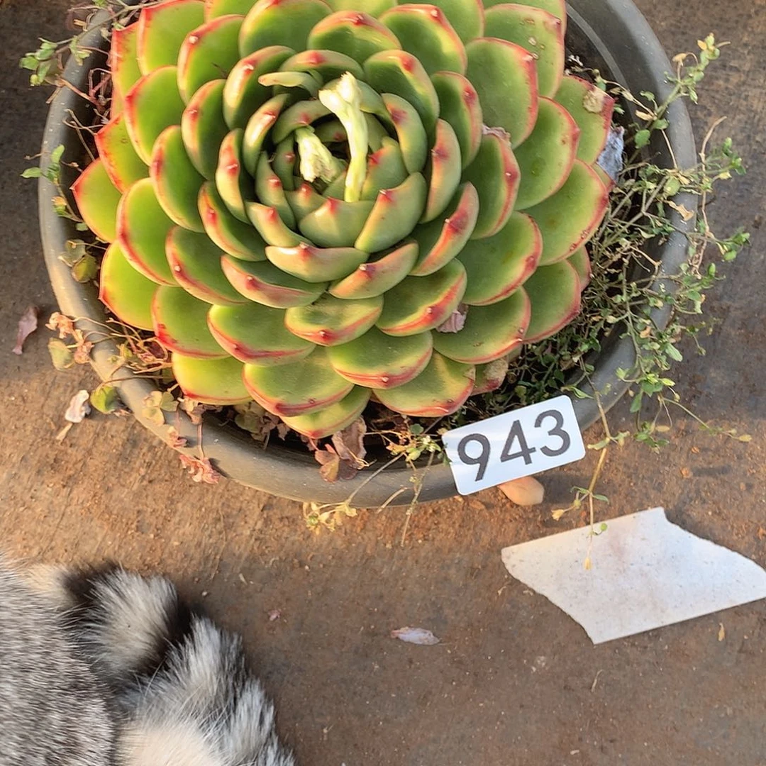 943 一物一拍多肉