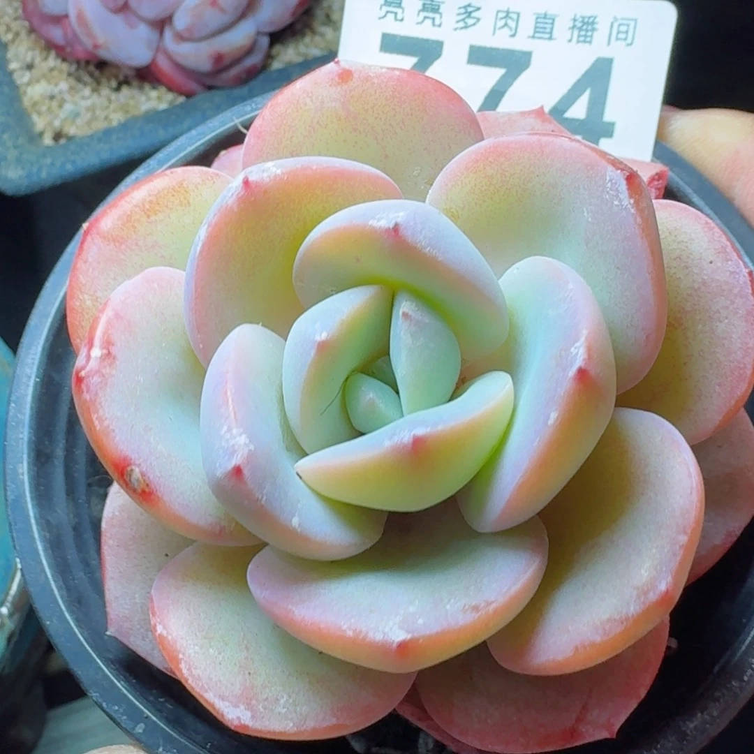 雪茶优选      愿你一路坦途，乘风破浪展宏图