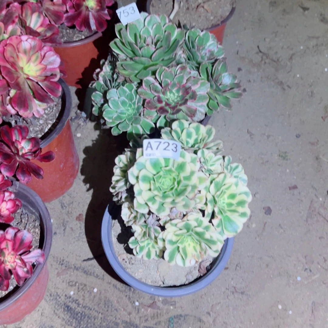 花***语723辛尼亚多肉植物