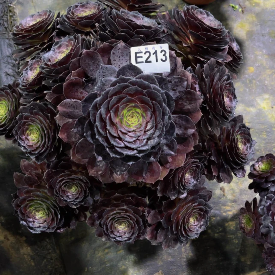 【闪购商品】21300