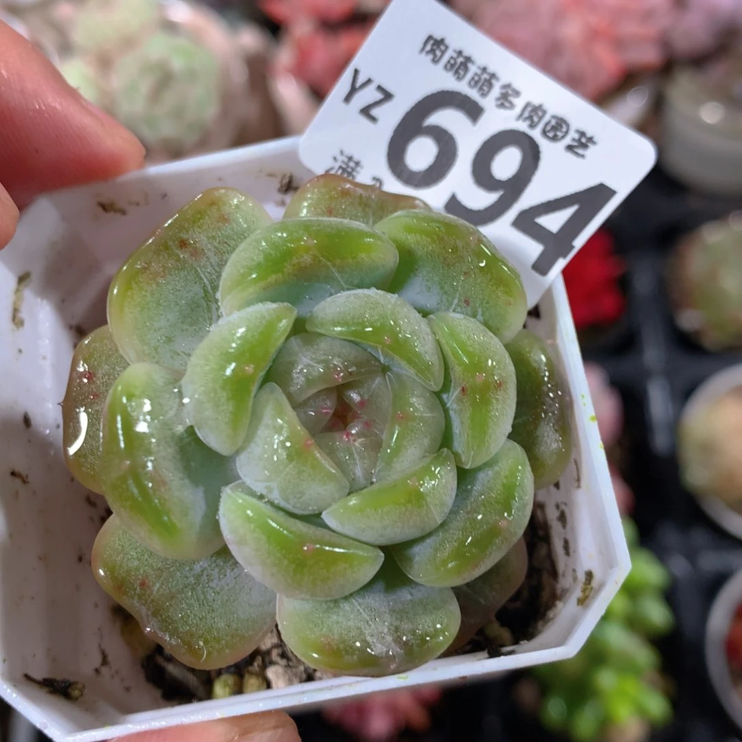 5CM拇指盆精控多肉YZ694