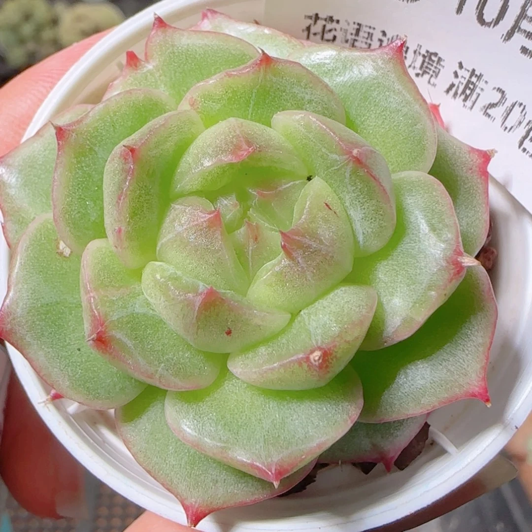 花语逸镜1027-185石化海王