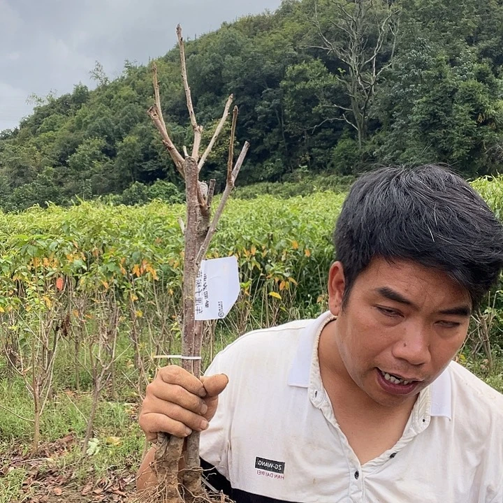 当前无花栽培后可以开花39