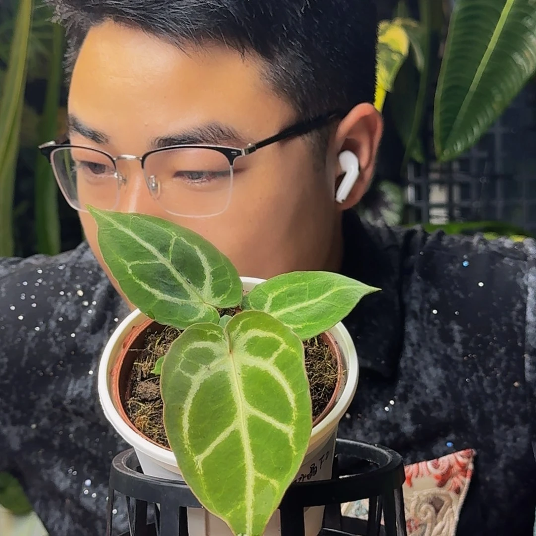 梵***生完全开放一物一拍J65