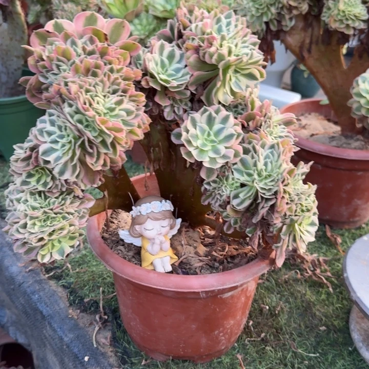 青苹果法师锦缀化190