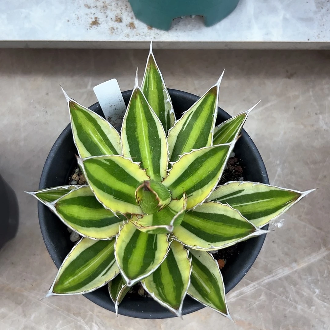 五色万代一物一拍偏远不包邮不退不换