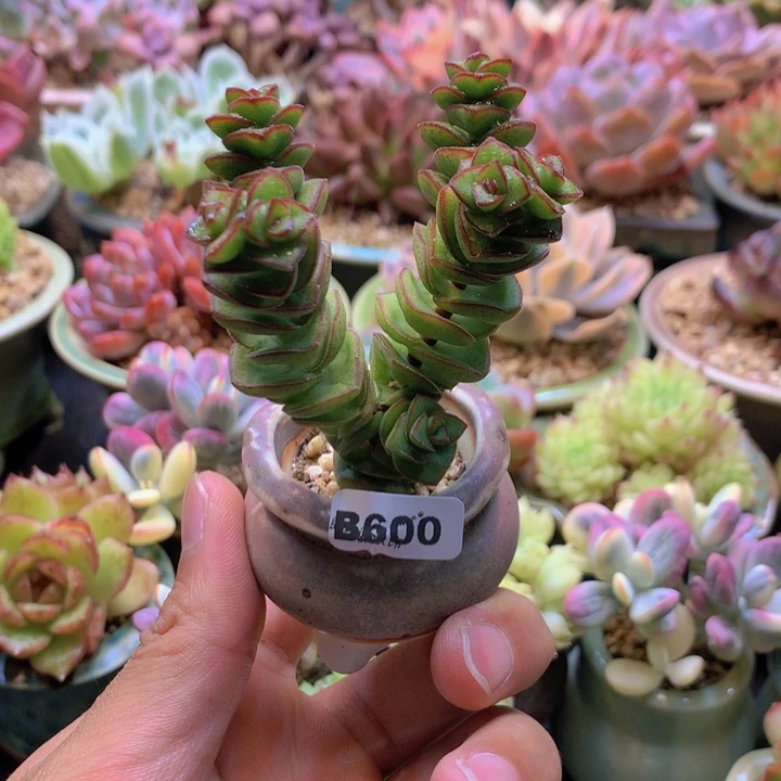 一物一拍含盆土满38包邮B600