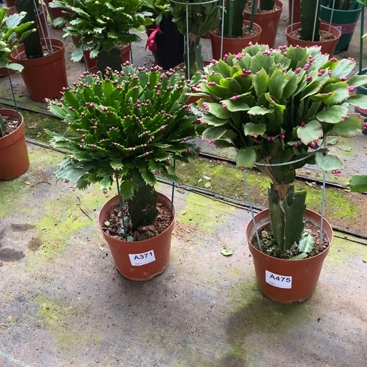 当前无花栽培后可以开花建371，475