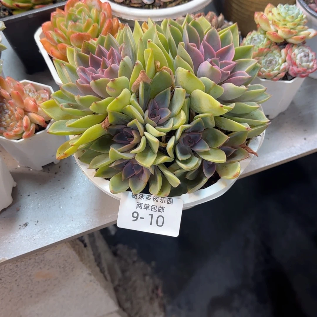 王****9-10琼斯多肉植物多肉