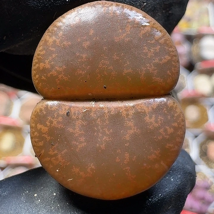 生石花1111112。  161