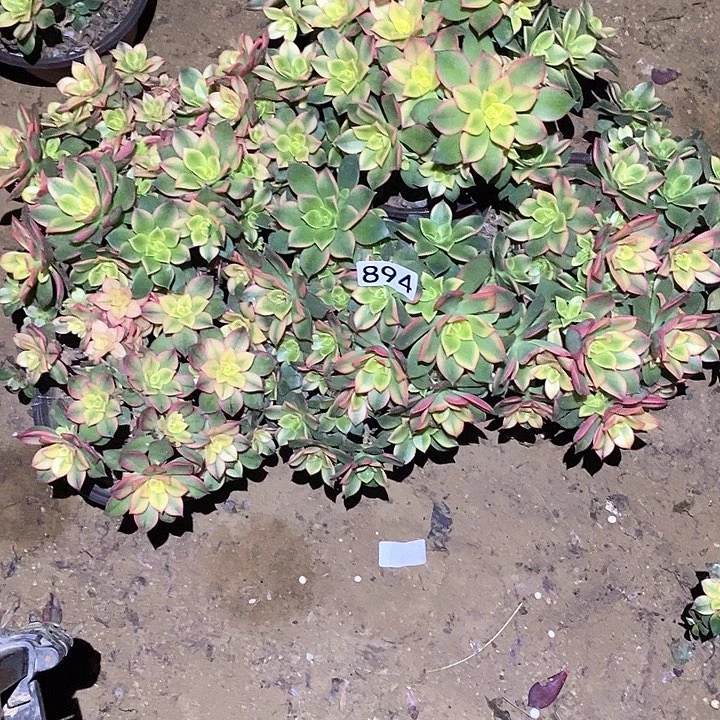 小*多肉植物法师894法师5颗