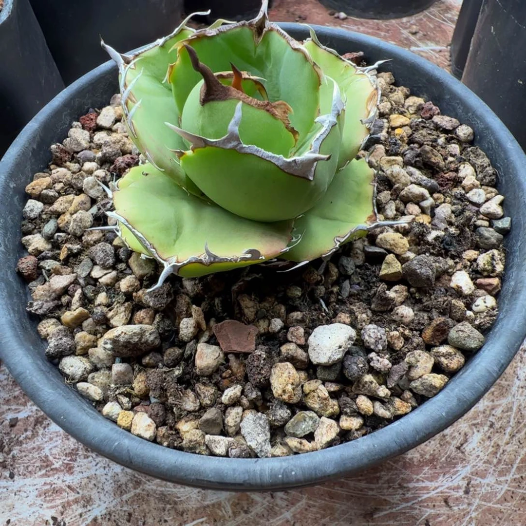 T****ᯤ龙舌兰卡比兽666