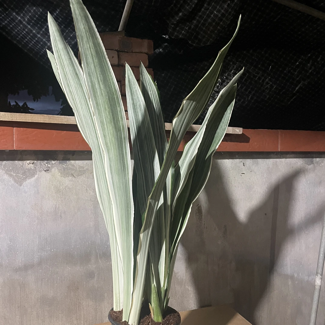 雪纹蓝皮兰室内稀有宝镜金边虎尾兰好养盆景绿植