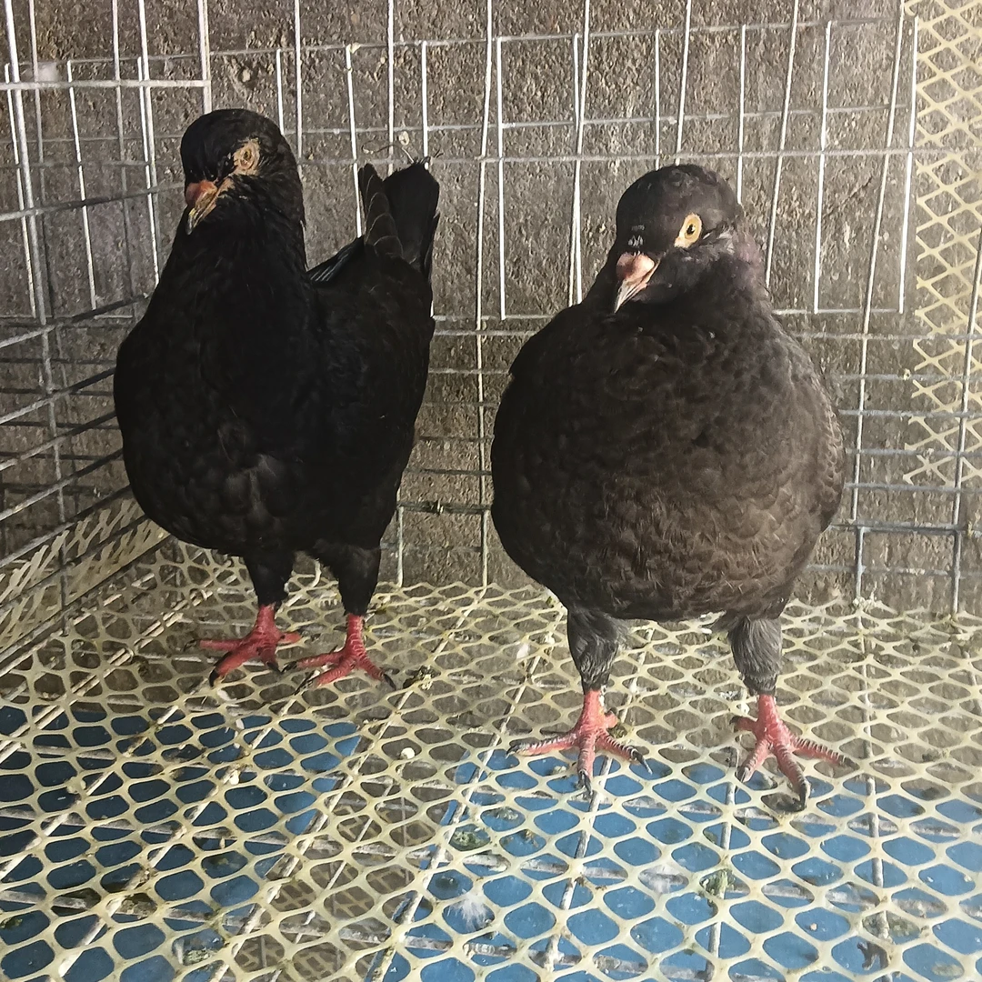 正宗大体元环鸽公斤鸽观赏鸽种鸽活物
