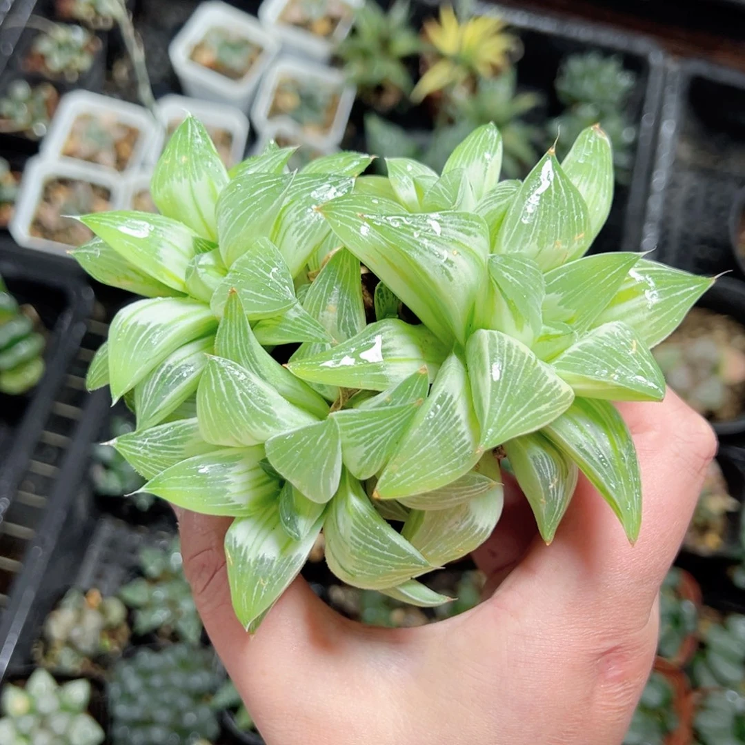 6***70538多肉植物一颗