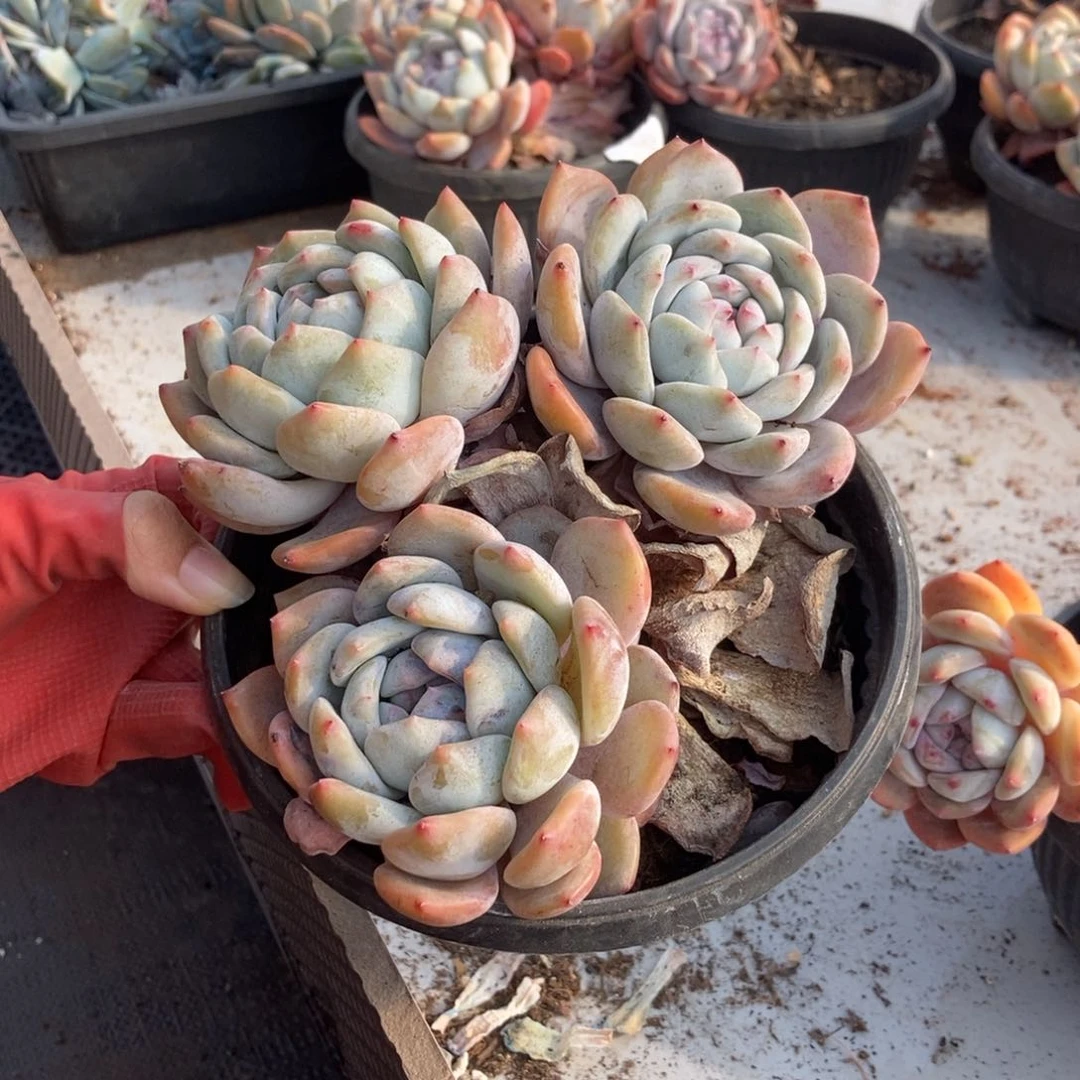 一***雅4.55星影10颗易断一物一拍