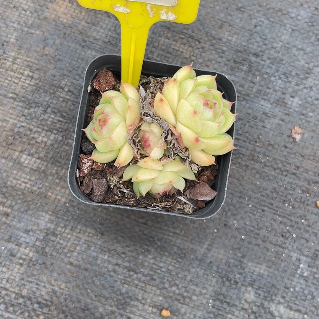 慕***涵云尘多肉一物一拍678