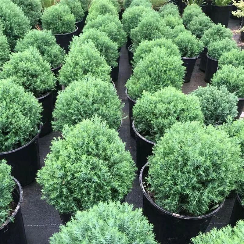 皮球柏盆栽室外室内四季常青耐寒耐热可地栽球形植物