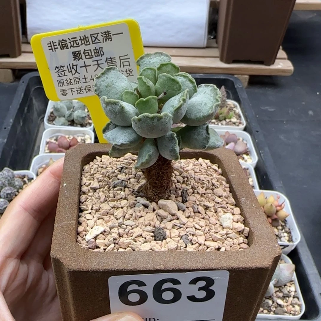 663毛库博多肉植物